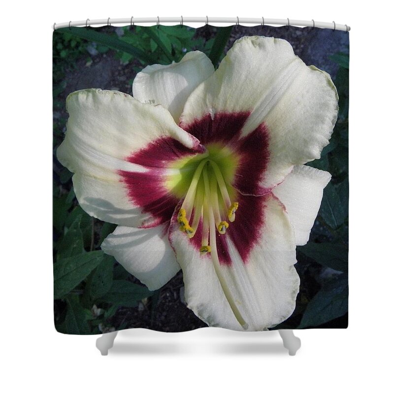 Lily Shower Curtain featuring the photograph Velvety Lily By Day by Kim Galluzzo
