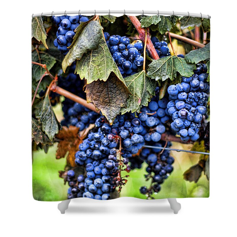 Grape Shower Curtain featuring the photograph Vines and Clusters by Randy Wehner