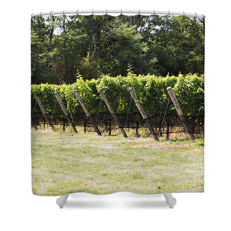 Vineyard Shower Curtain featuring the photograph Vineyards by Leslie Leda