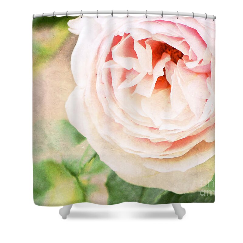 Rose Shower Curtain featuring the photograph Vintage Love by Traci Cottingham