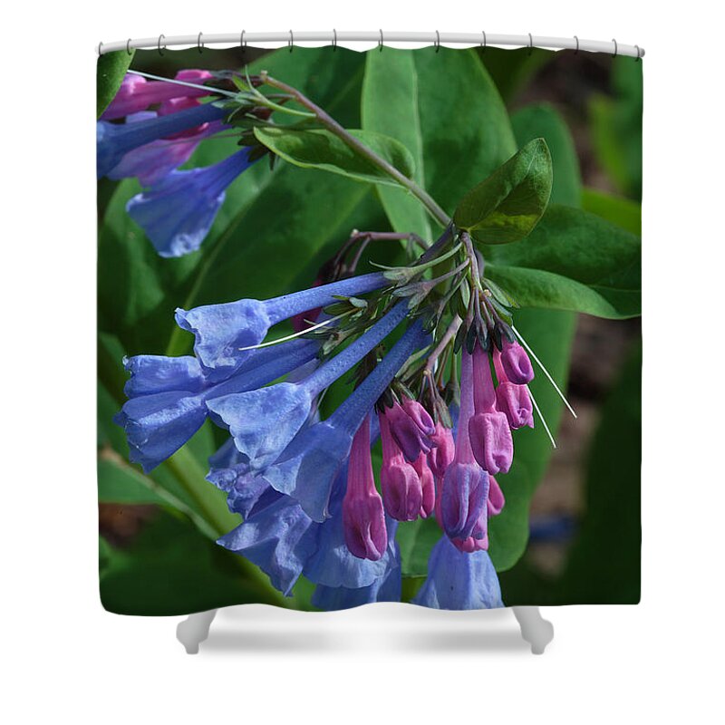 Flower Shower Curtain featuring the photograph Virginia Bluebells by Daniel Reed