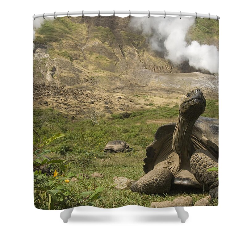Mp Shower Curtain featuring the photograph Volcan Alcedo Giant Tortoise Geochelone by Pete Oxford