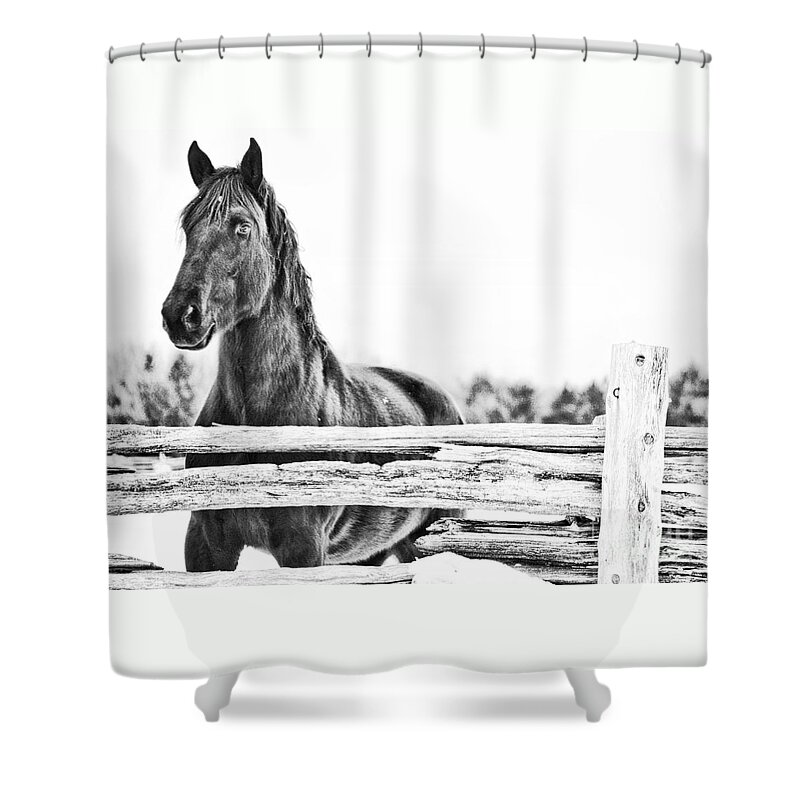 Horse Shower Curtain featuring the photograph Watching Close by Traci Cottingham
