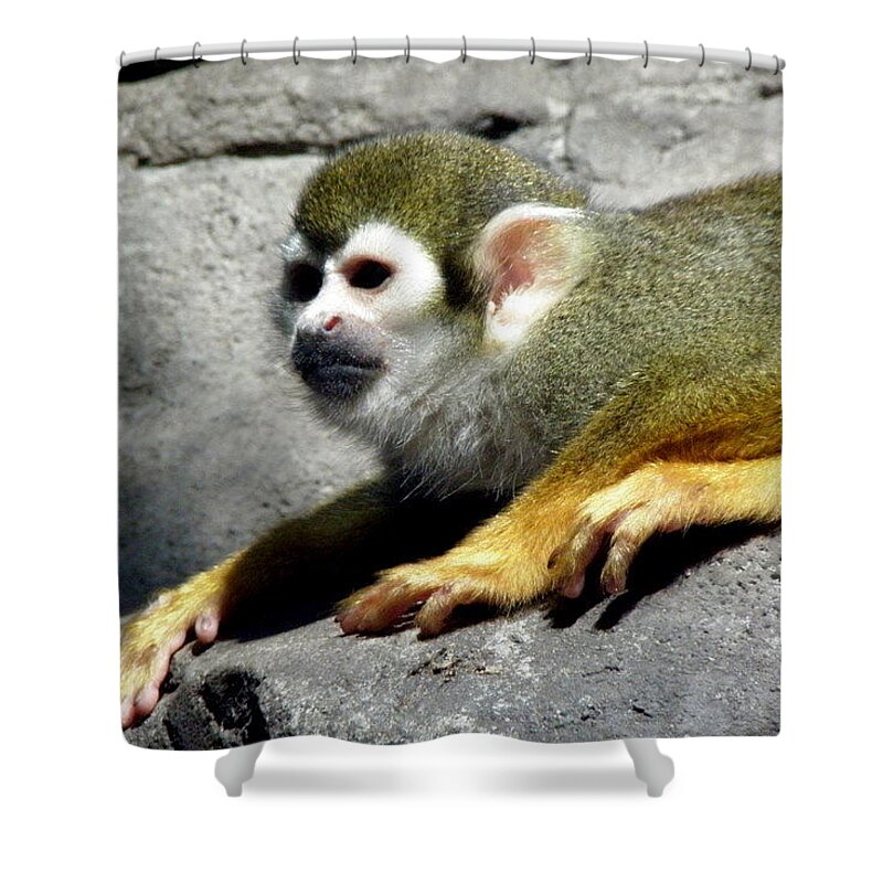 Monkey Shower Curtain featuring the photograph Watching Over by Kim Galluzzo Wozniak