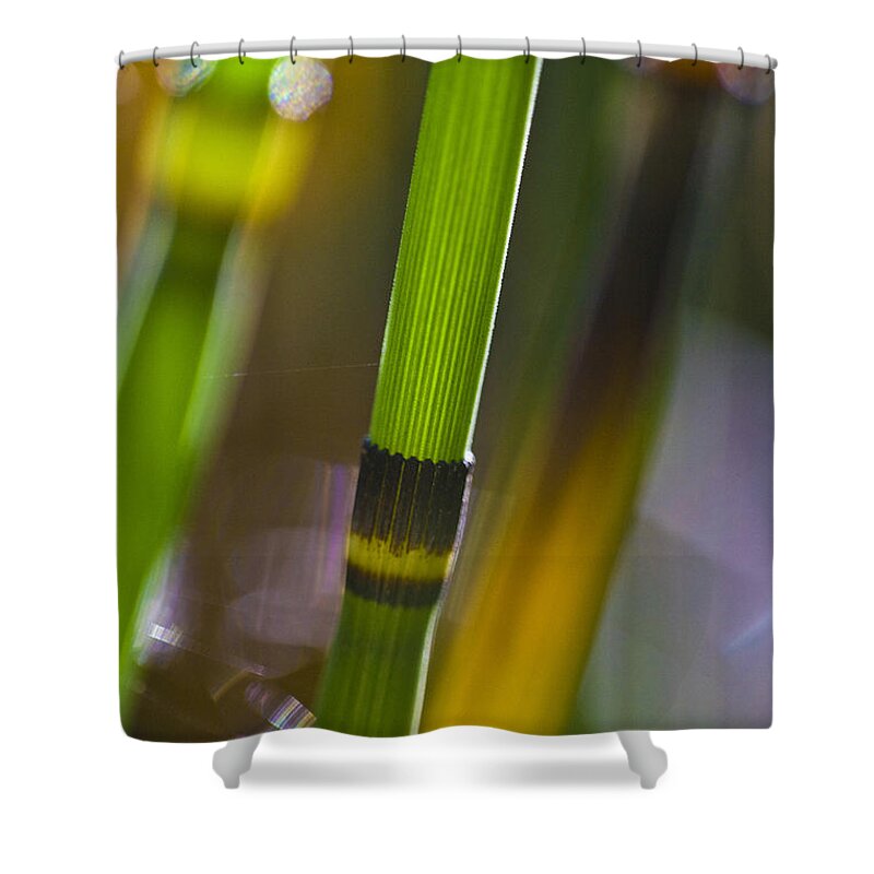 Nature Shower Curtain featuring the photograph Water Horsetail Detail by Heiko Koehrer-Wagner