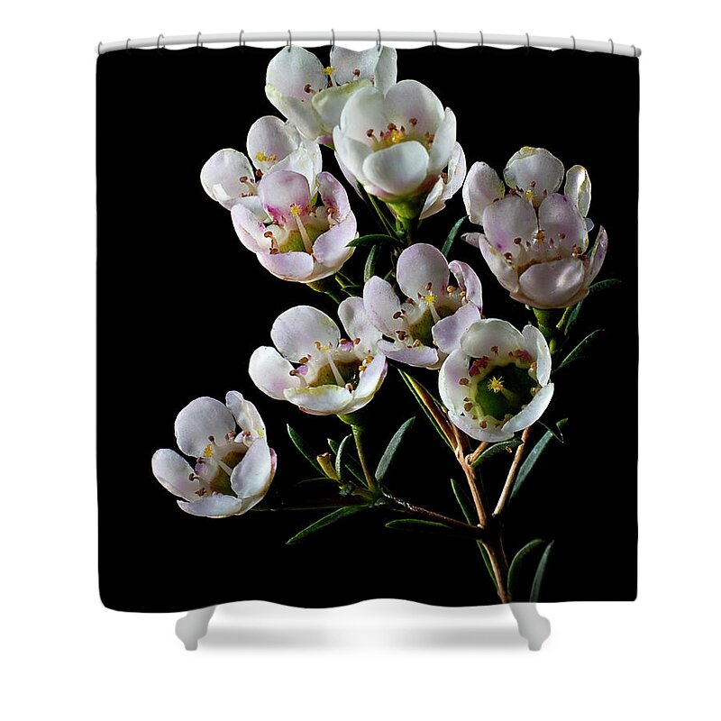 Flower Shower Curtain featuring the photograph Wax Flowers by Endre Balogh