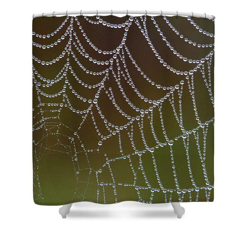  Shower Curtain featuring the photograph Web With Dew by Daniel Reed