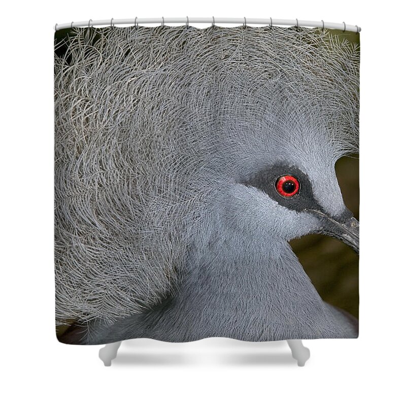 Mp Shower Curtain featuring the photograph Western Crowned-pigeon Goura Cristata by Cyril Ruoso
