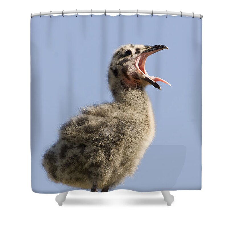 00429728 Shower Curtain featuring the photograph Western Gull Chick Begging For Food by Sebastian Kennerknecht