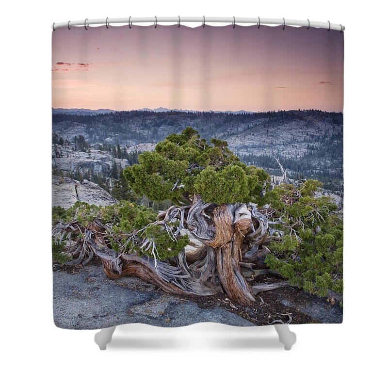 00499783 Shower Curtain featuring the photograph Western Juniper On Granite Summit by Sebastian Kennerknecht