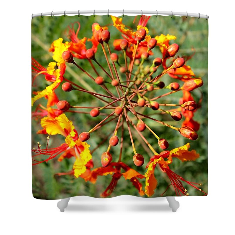 Caesalpinia Pulcherrima Shower Curtain featuring the photograph Whirled Paradise by Leigh Meredith
