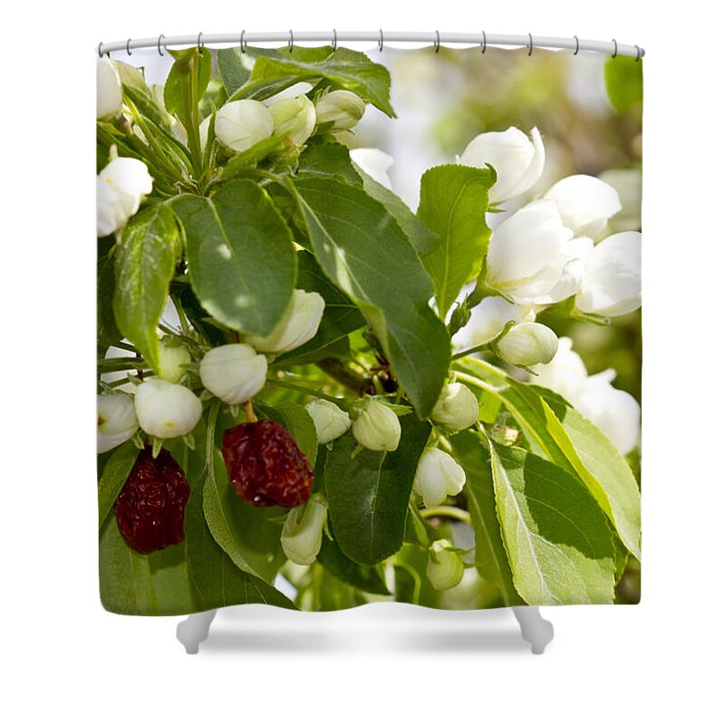 Landscape Shower Curtain featuring the photograph White Blossoms and Fruit by Donna L Munro