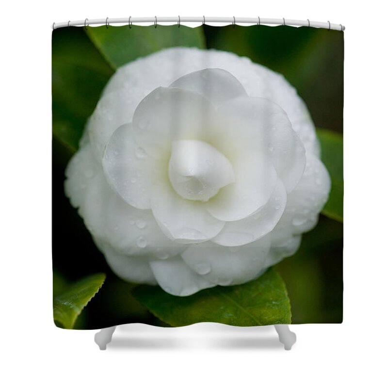 Camellia Shower Curtain featuring the photograph White Camellia by Rich Franco
