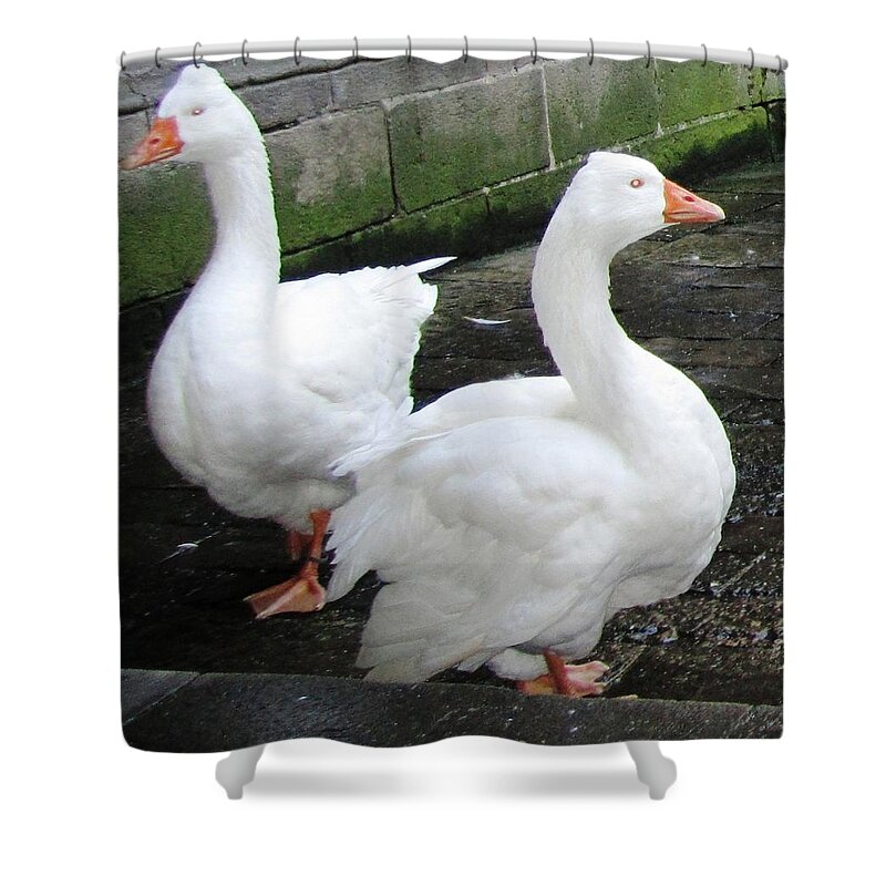 Duck Shower Curtain featuring the photograph White Ducks in the Courtyard Close Up in Barcelona Spain by John Shiron