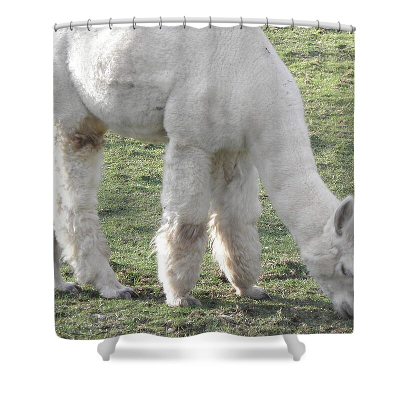 Alpaca Shower Curtain featuring the photograph White Fluff by Kim Galluzzo
