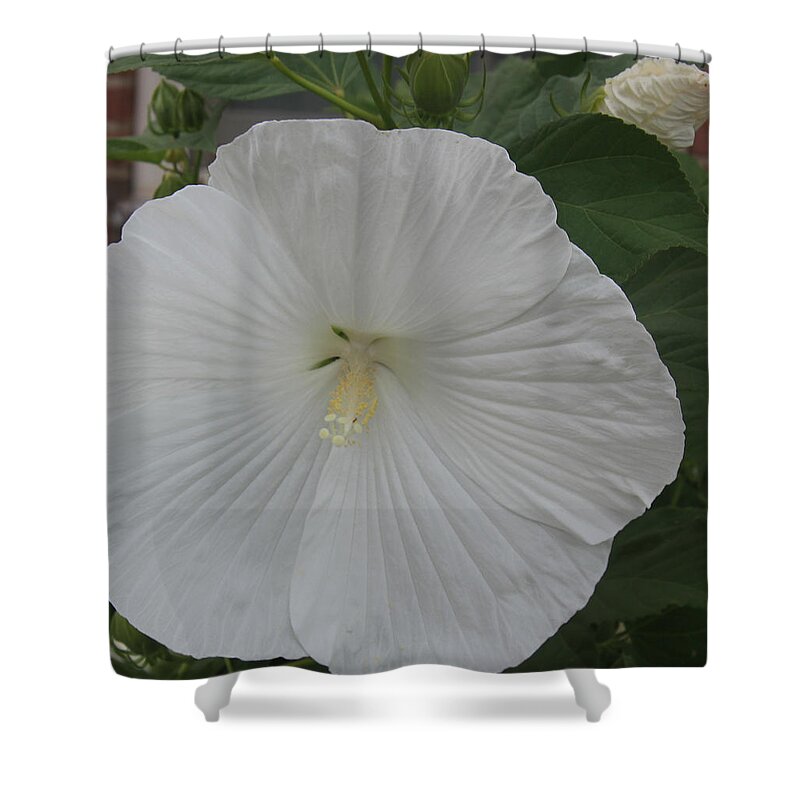 Hibiscus Shower Curtain featuring the photograph White Hibiscus by Debra Martelli