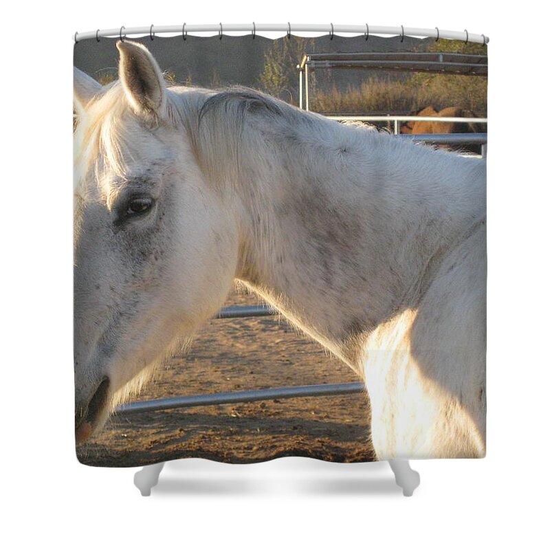 Horse Shower Curtain featuring the photograph White Horse by Sue Halstenberg