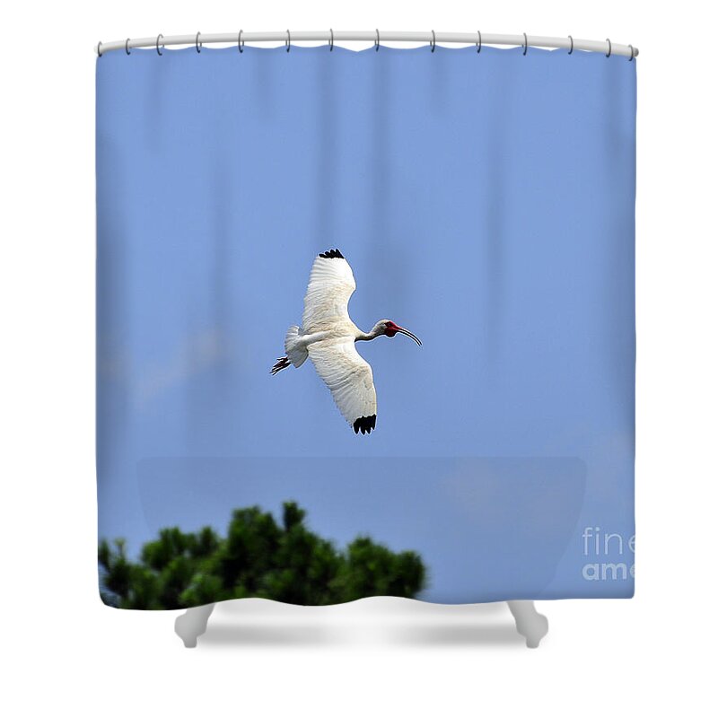 Ibis Shower Curtain featuring the photograph White Ibis in Flight by Al Powell Photography USA