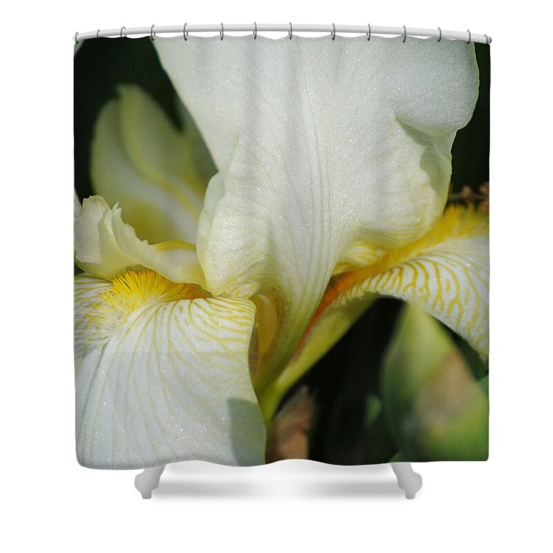 Beautiful Iris Shower Curtain featuring the photograph White Iris by Jai Johnson