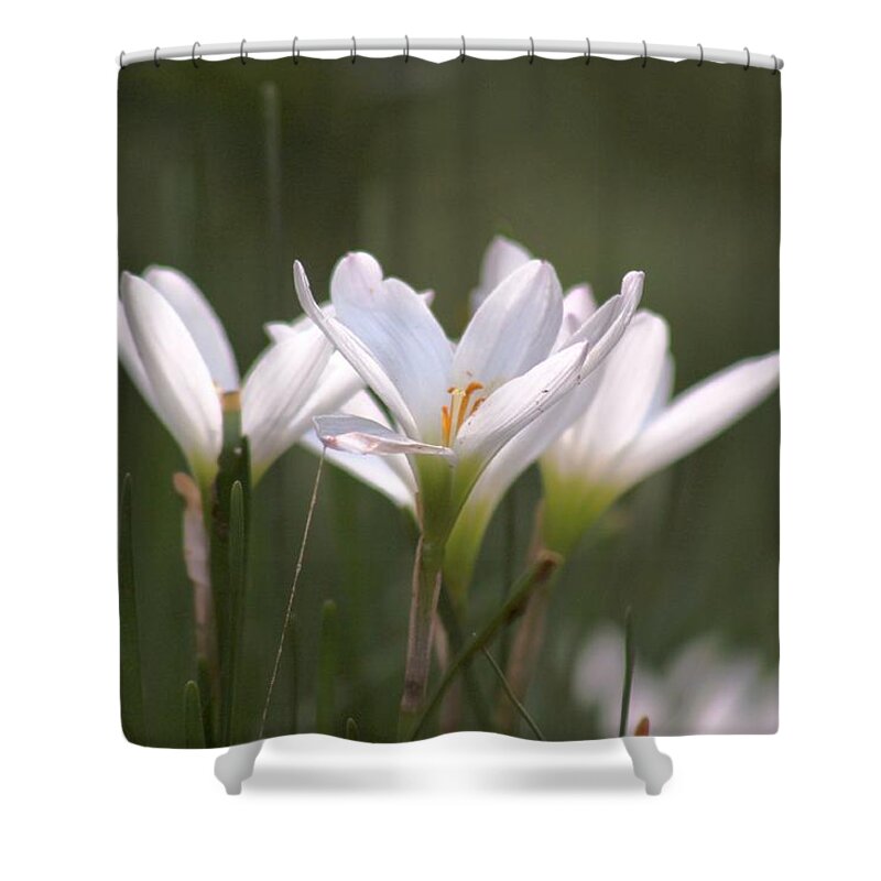 White Lily Shower Curtain featuring the photograph White Lily - Symbol of Purity by Ramabhadran Thirupattur