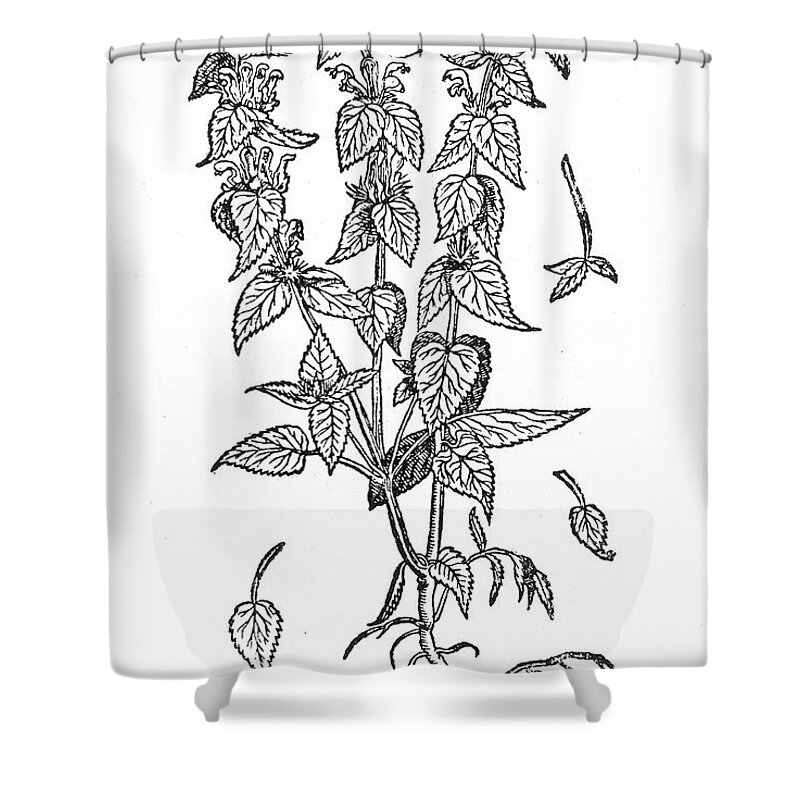 Biology Shower Curtain featuring the photograph White Nettle by Granger