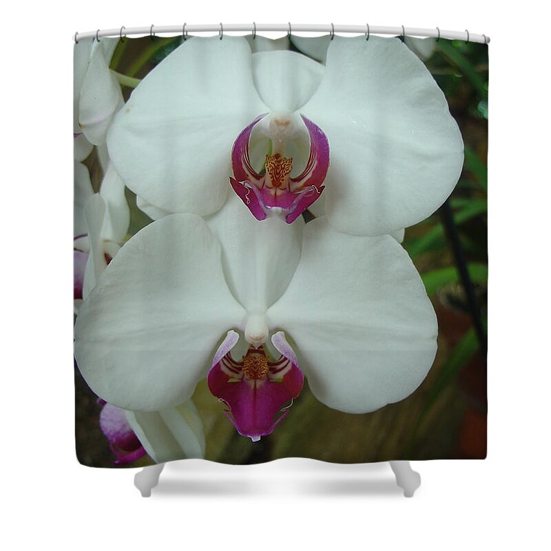 Orchid Shower Curtain featuring the photograph White Orchid by Charles and Melisa Morrison