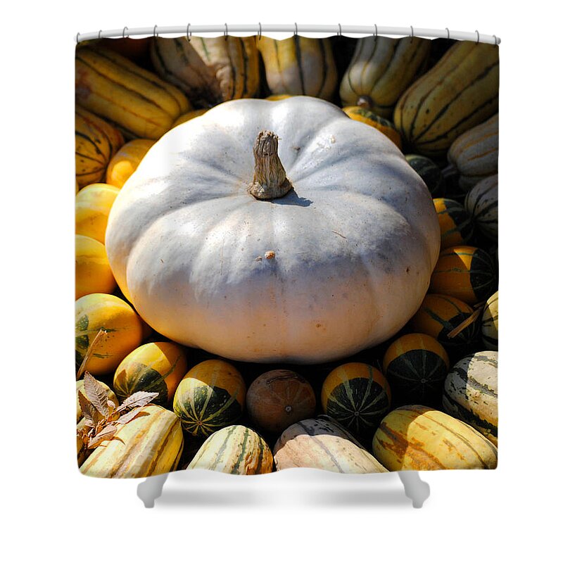 Autumn Shower Curtain featuring the photograph White Pumpkin by Jai Johnson