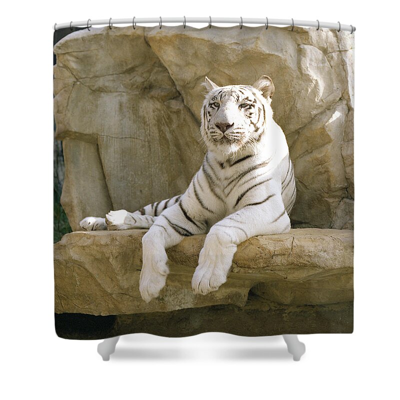 henry Doorly Zoo Shower Curtain featuring the photograph White Tiger by John Bowers