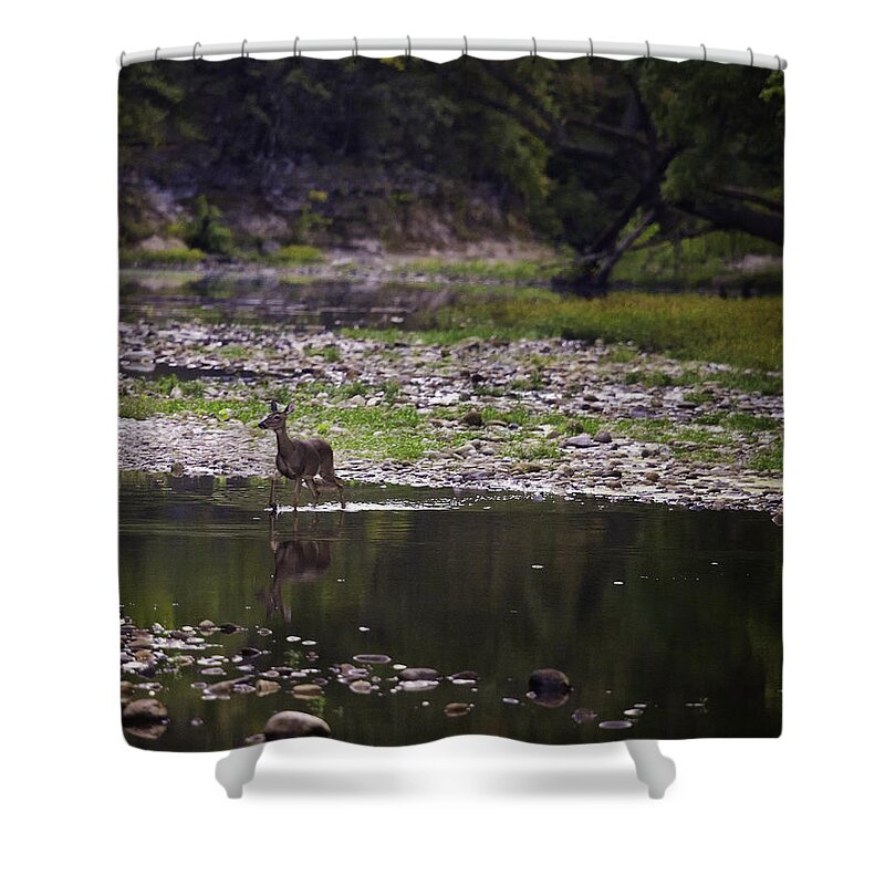 Doe Shower Curtain featuring the photograph Whitetail Doe Crossing the Buffalo at Ponca by Michael Dougherty
