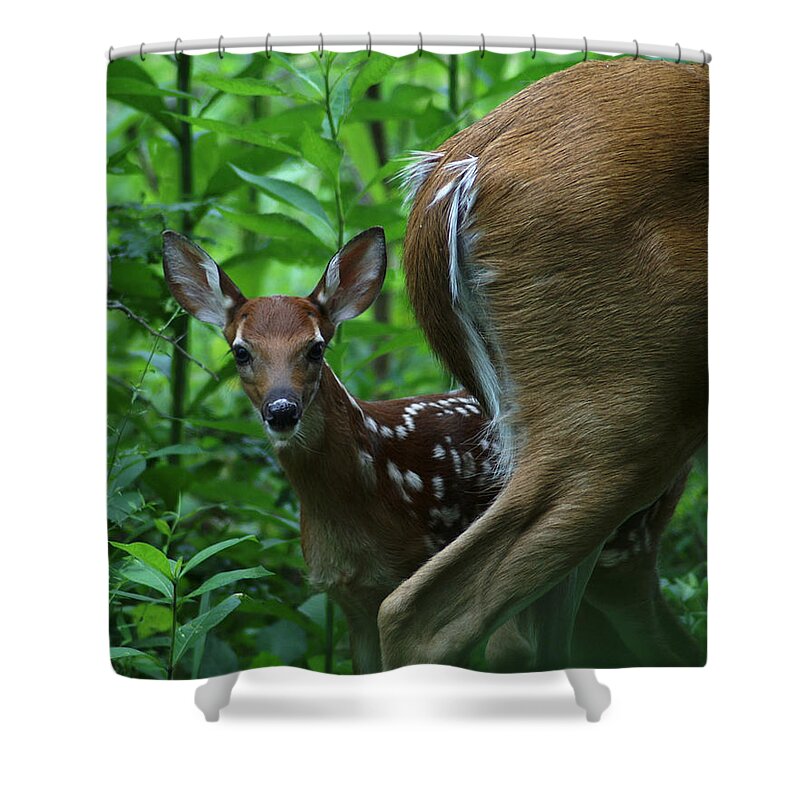 Deer Shower Curtain featuring the photograph Whitetail Fawn by TnBackroadsPhotos 