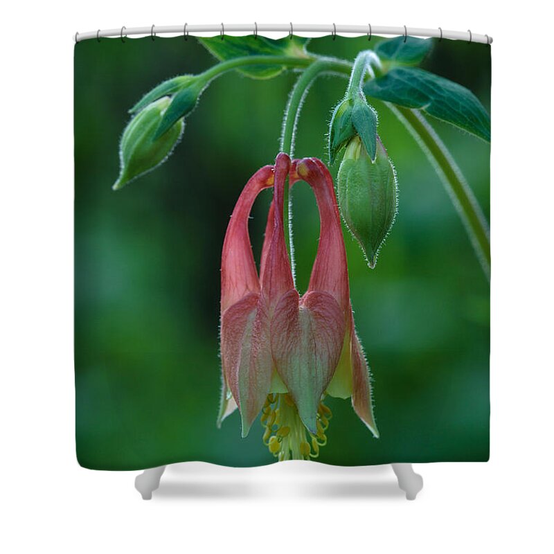Aquilegia Canadensis Shower Curtain featuring the photograph Wild Columbine Flower by Daniel Reed