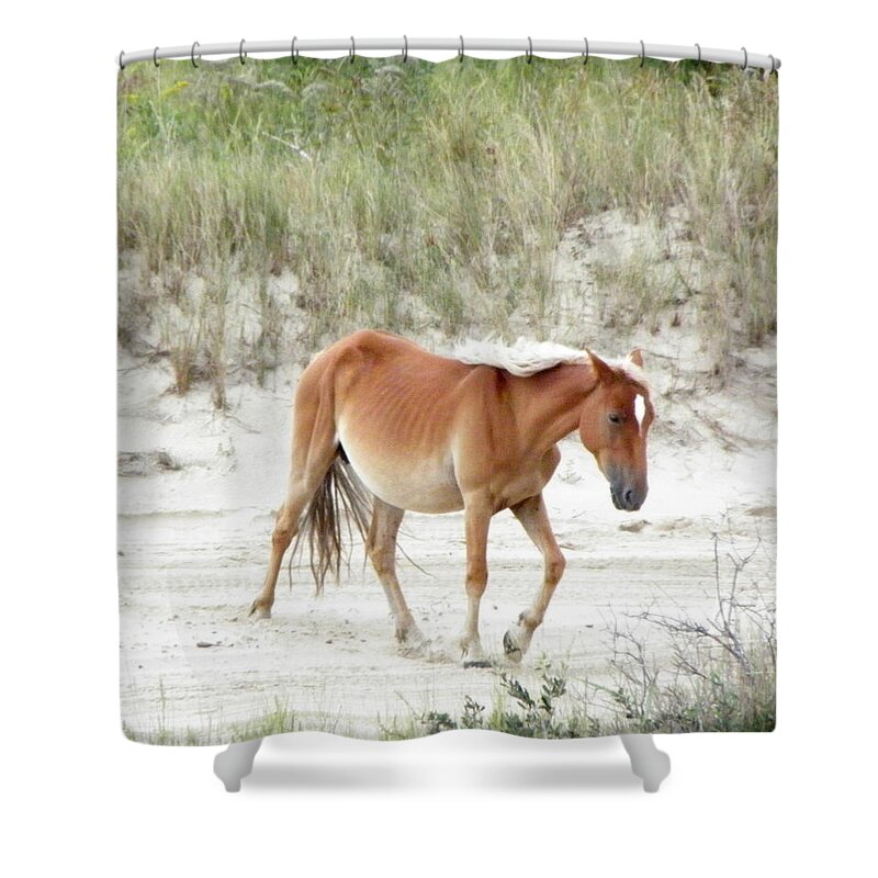 Wild Shower Curtain featuring the photograph Wild Spanish Mustang Of The Outer Banks Nc by Kim Galluzzo