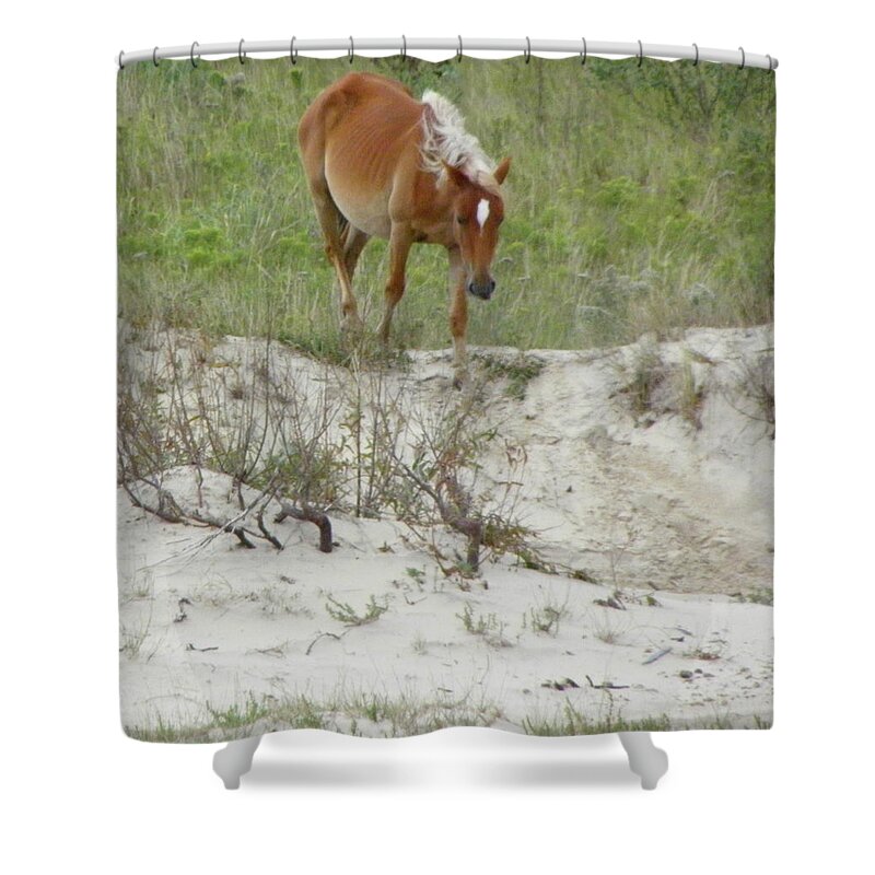 Mustang Shower Curtain featuring the photograph Wild Spanish Mustang of the Outer Banks of North Carolina by Kim Galluzzo Wozniak