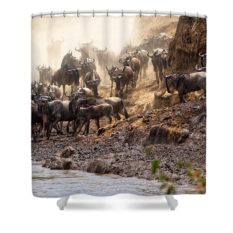 Wildebeest Shower Curtain featuring the photograph Wildebeest before the Crossing by Perla Copernik