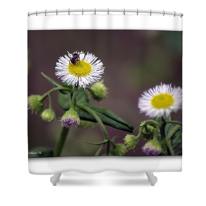 2d Shower Curtain featuring the photograph Wildflower Insect by Brian Wallace