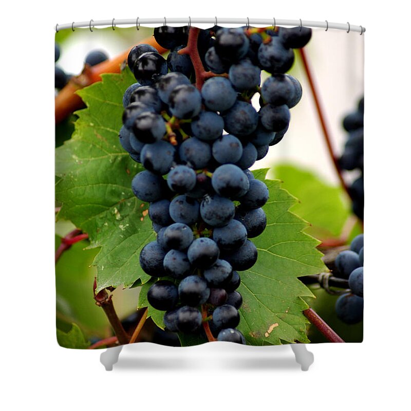 Usa Shower Curtain featuring the photograph Wine in the Leaves by LeeAnn McLaneGoetz McLaneGoetzStudioLLCcom