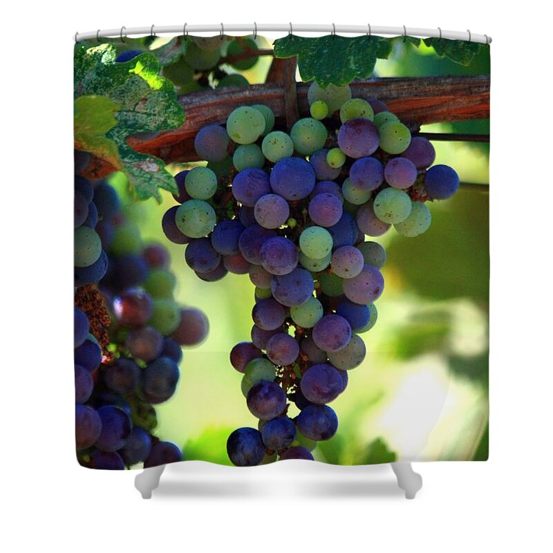 Grapes Shower Curtain featuring the photograph Wine to Be by Patrick Witz