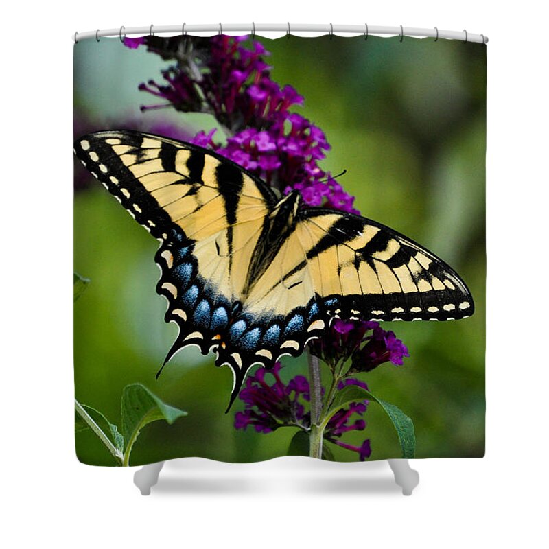 Blue Shower Curtain featuring the photograph Wings Of Hope by Trish Tritz