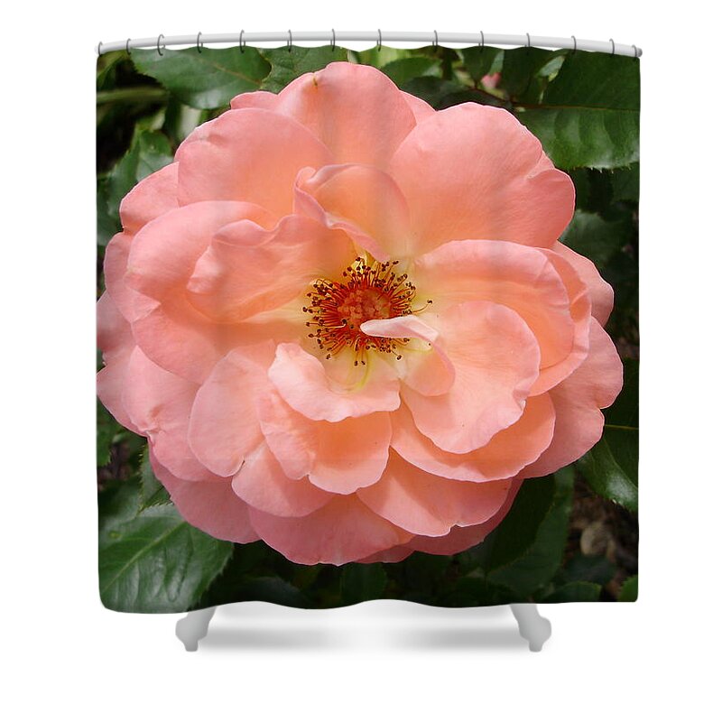 Roses Shower Curtain featuring the photograph Wink Wink by Anjel B Hartwell