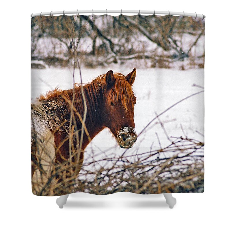 Landscape Shower Curtain featuring the photograph Winter Horse Landscape by Steve Karol