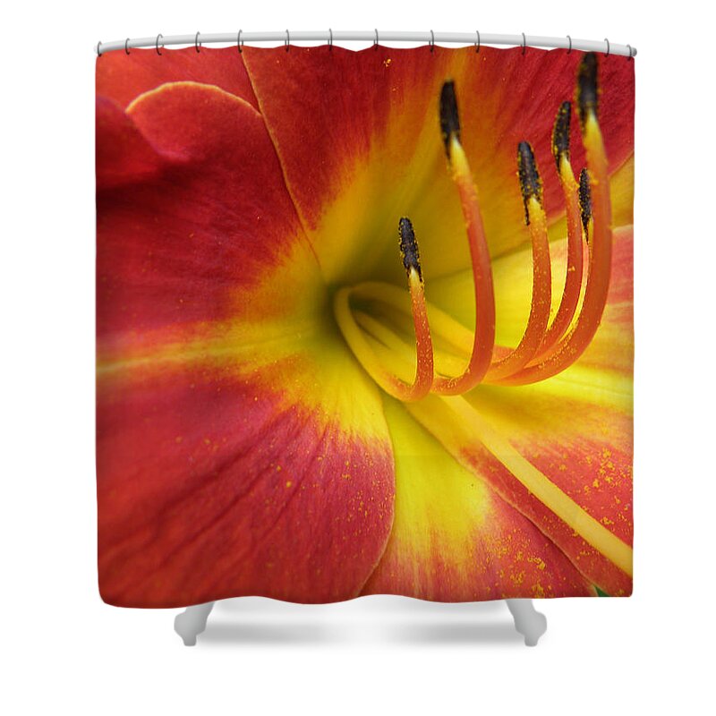 Day Lily Shower Curtain featuring the photograph With Great Detail by Kim Galluzzo Wozniak