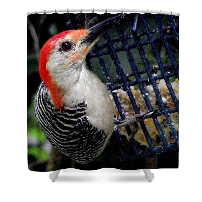Red Shower Curtain featuring the photograph Woody Woodpecker by Kim Galluzzo