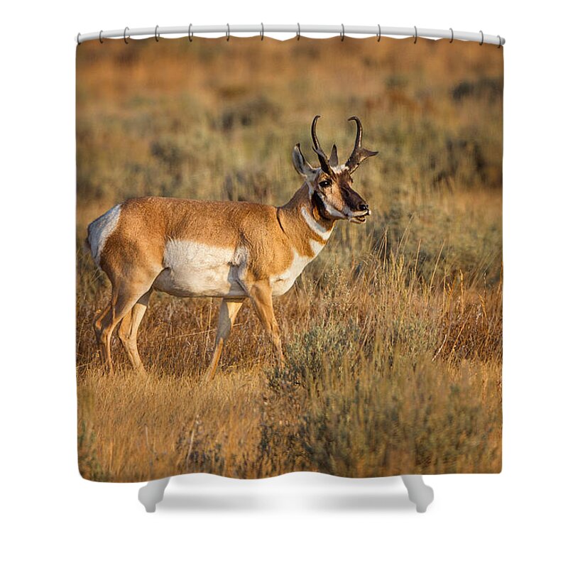 2012 Shower Curtain featuring the photograph Wyoming Pronghorn by Ronald Lutz