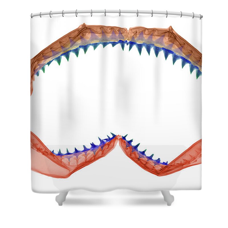 Animal Shower Curtain featuring the photograph X-ray Of Shark Jaws by Ted Kinsman