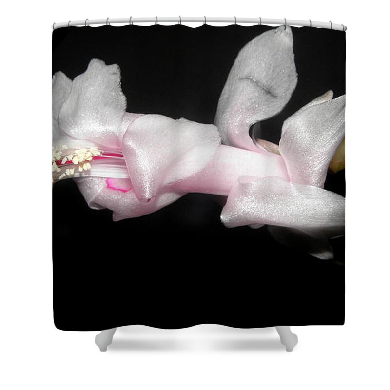 Xmas Shower Curtain featuring the photograph Xmas In Pink by Kim Galluzzo Wozniak
