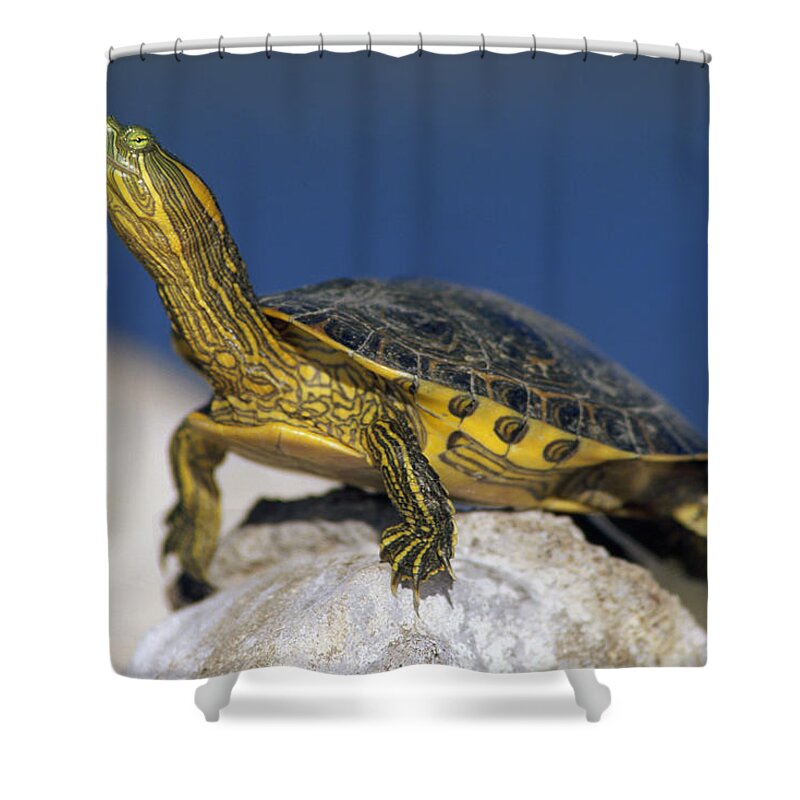 Mp Shower Curtain featuring the photograph Yellow-bellied Slider Trachemys Scripta by Tim Fitzharris