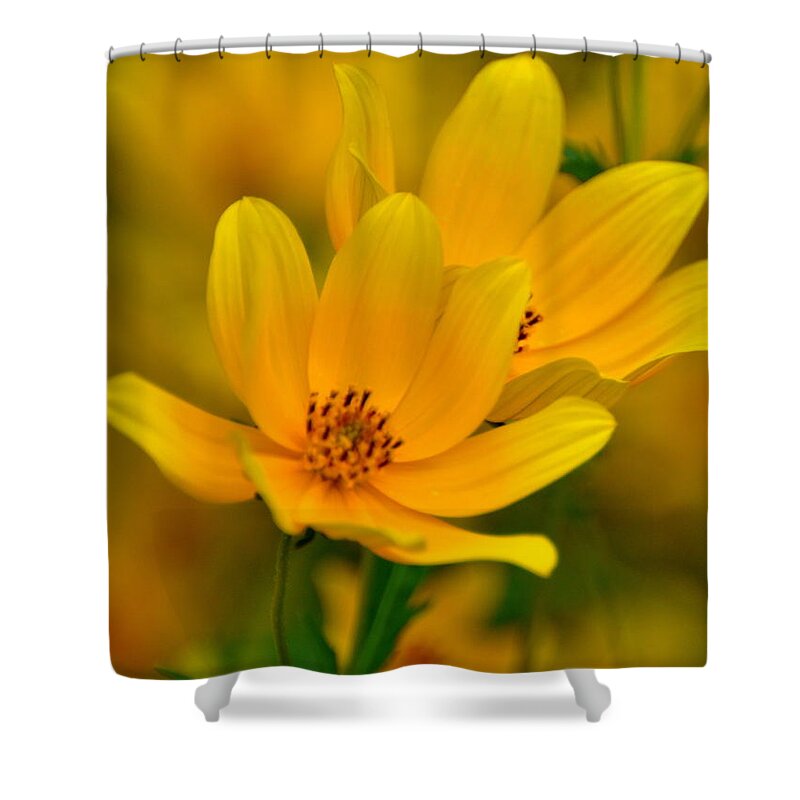 Wild Flower Shower Curtain featuring the photograph Yellow Blaze by Marty Koch