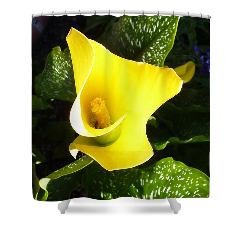Calla Shower Curtain featuring the photograph Yellow Calla Lily by Carla Parris