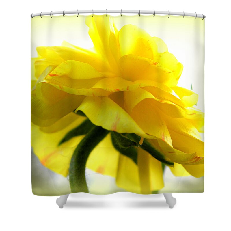 Ranunculus Shower Curtain featuring the photograph Yellow Glow In The Sun by Kim Galluzzo Wozniak