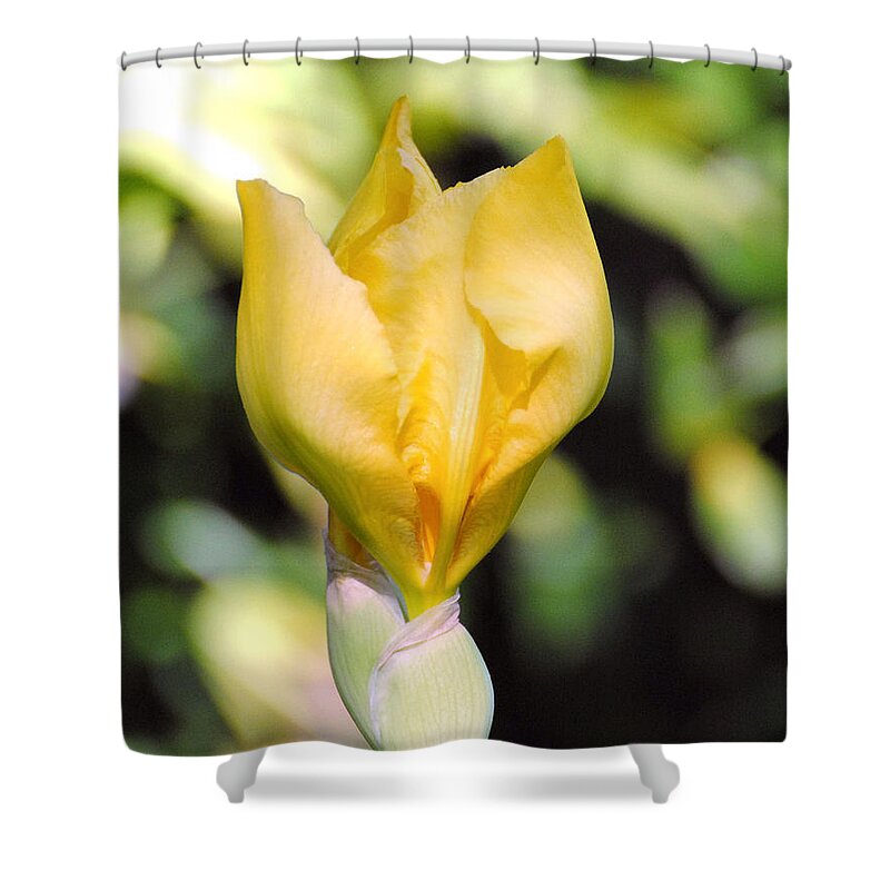 Beautiful Iris Shower Curtain featuring the photograph Yellow Iris Bloom by Jai Johnson